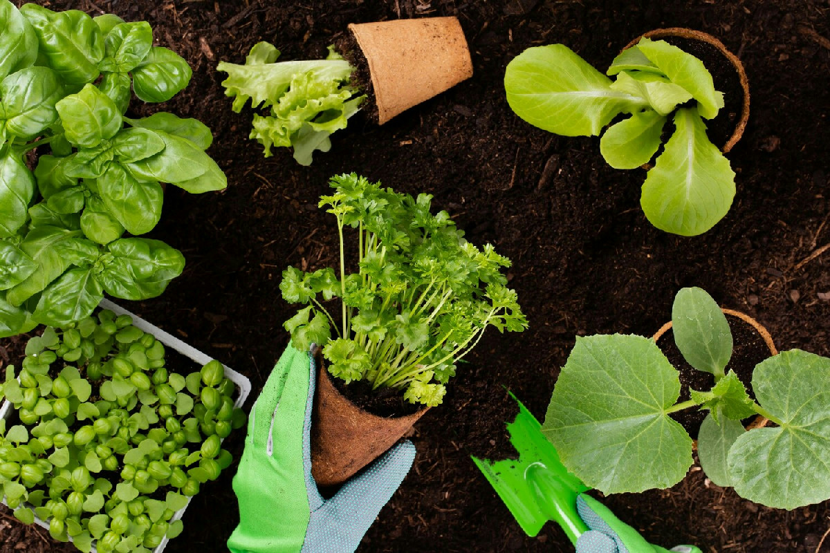 In casa spesso trascurata: la coltivazione ottimale per piantine da orto sane e rigogliose