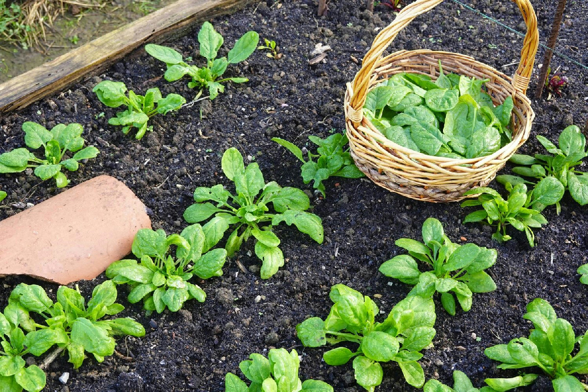 In casa spesso trascurata: la coltivazione ottimale per piantine da orto sane e rigogliose