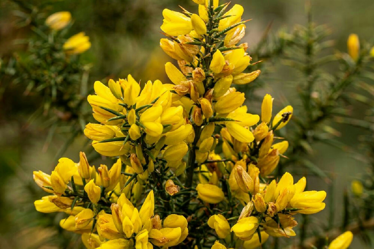 Ecco come un singolo fiore porta fortuna e rende il Capodanno un momento indimenticabile