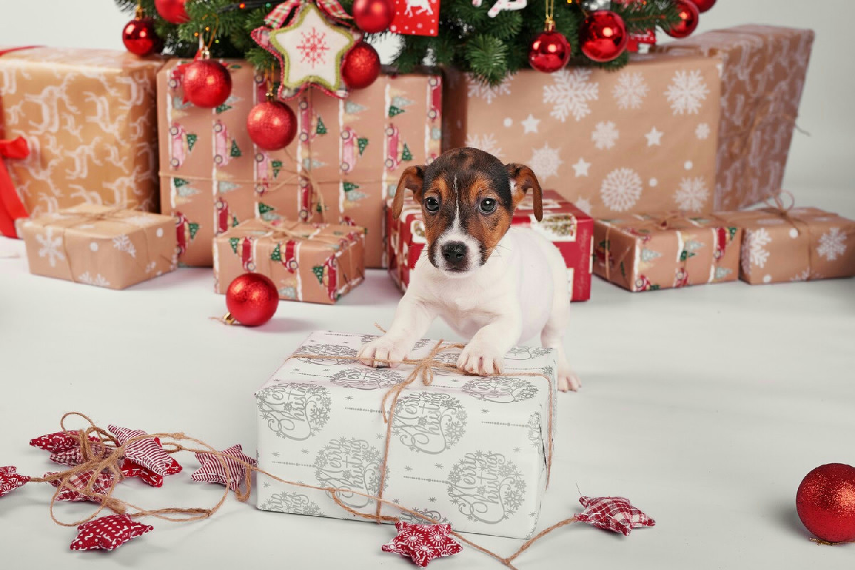 I regali perfetti per rendere felici cani, gatti e piccoli animali sotto l’albero di Natale